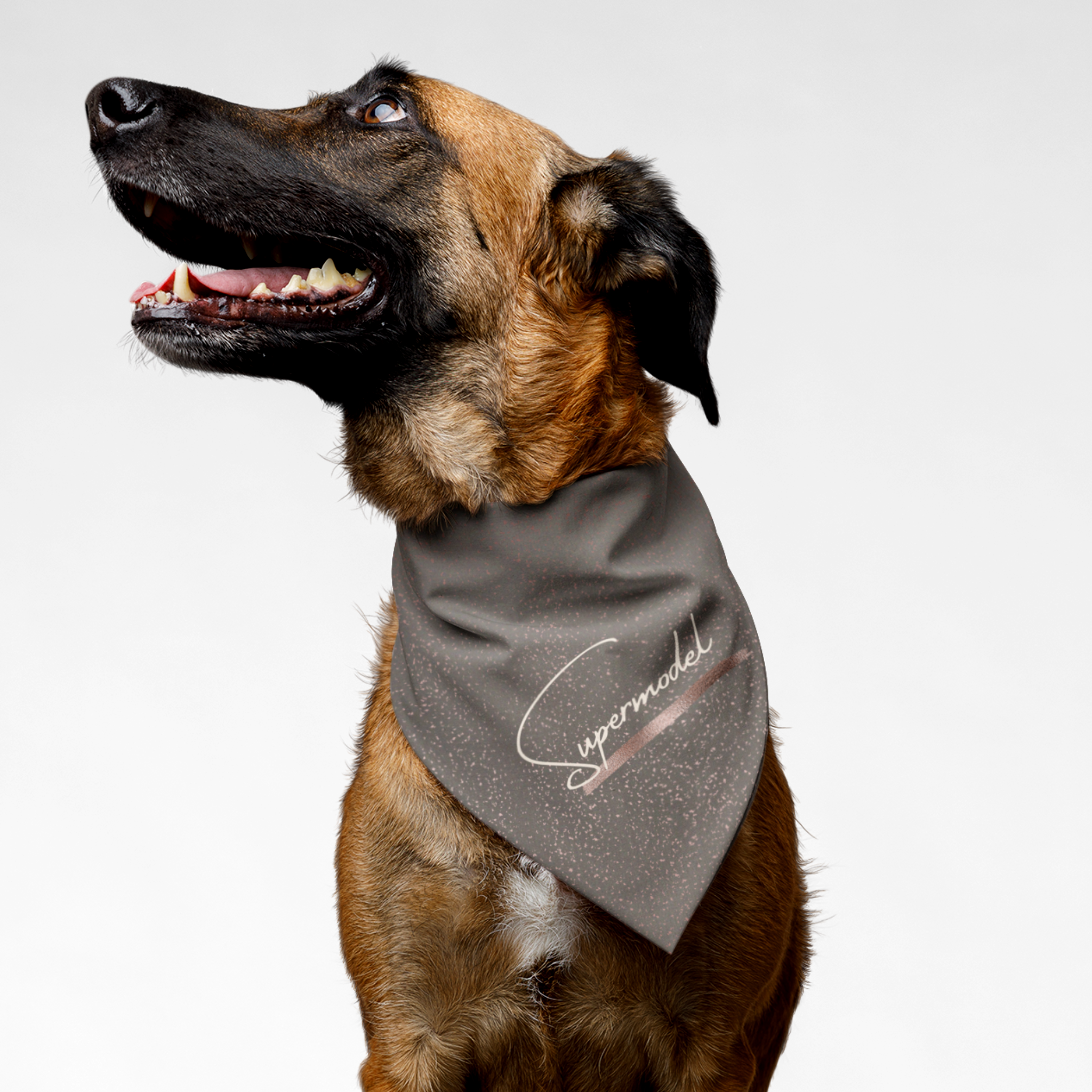 Stylish dog wearing bandana with glitter print effect saying Supermodel.