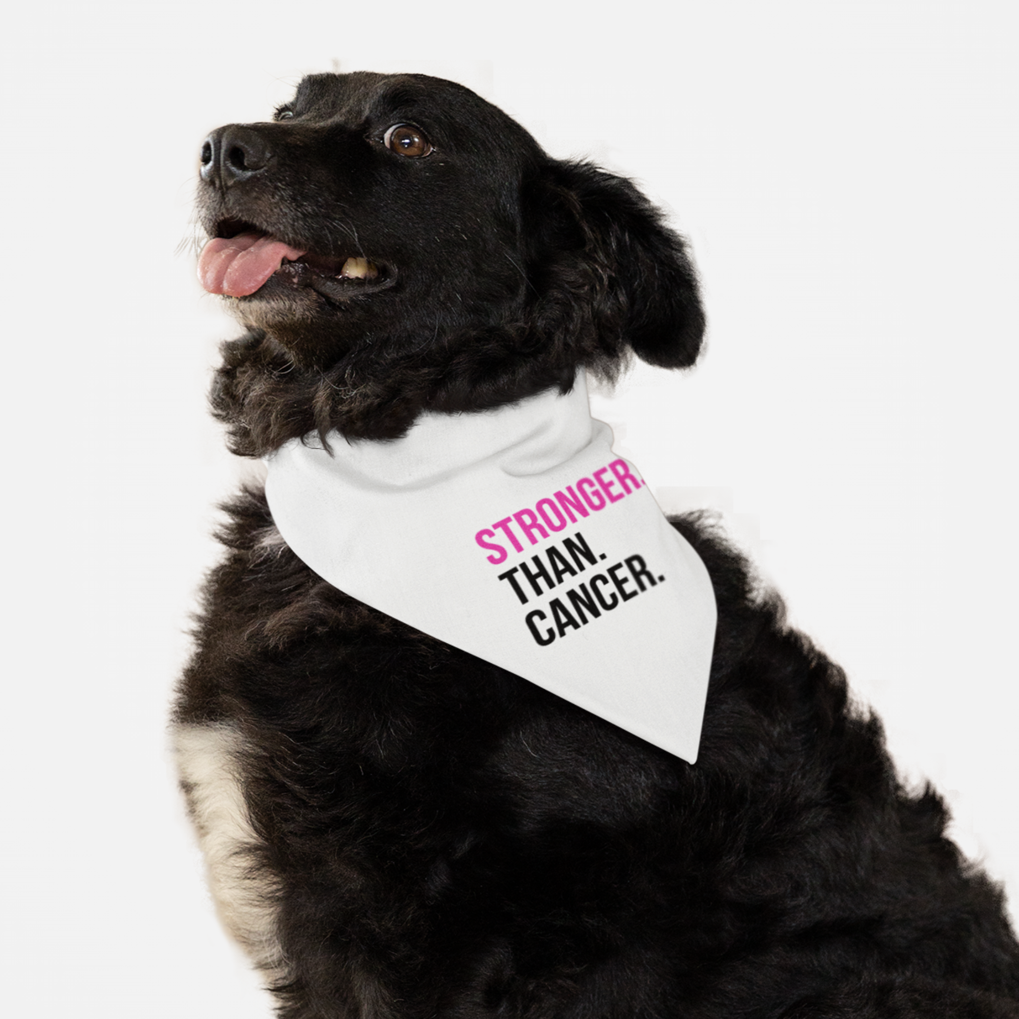 Dog wearing cancer awareness bandana saying "Stronger Than Cancer" with the word "Stronger" in pink.