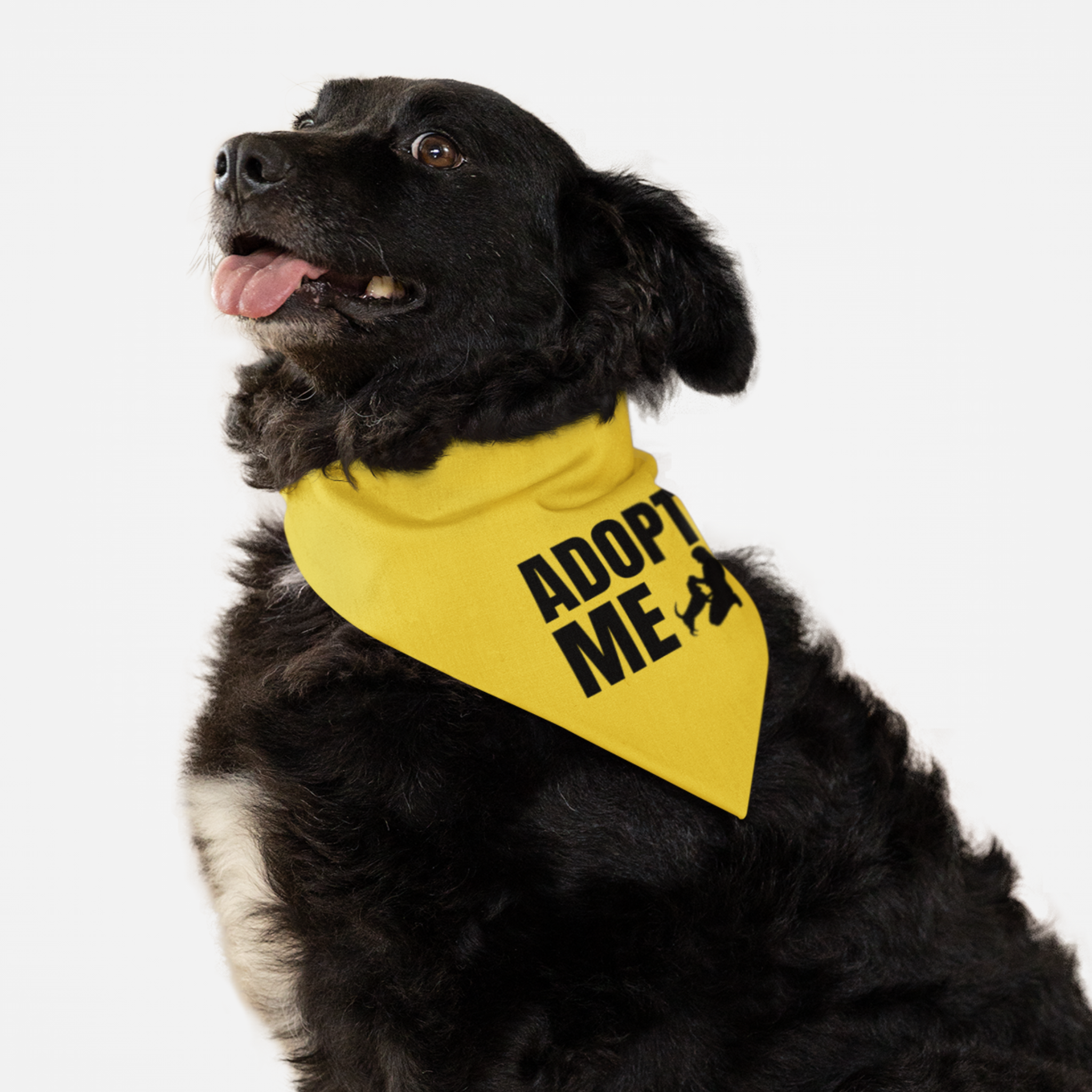 Dog wearing yellow "Adopt Me" bandana.