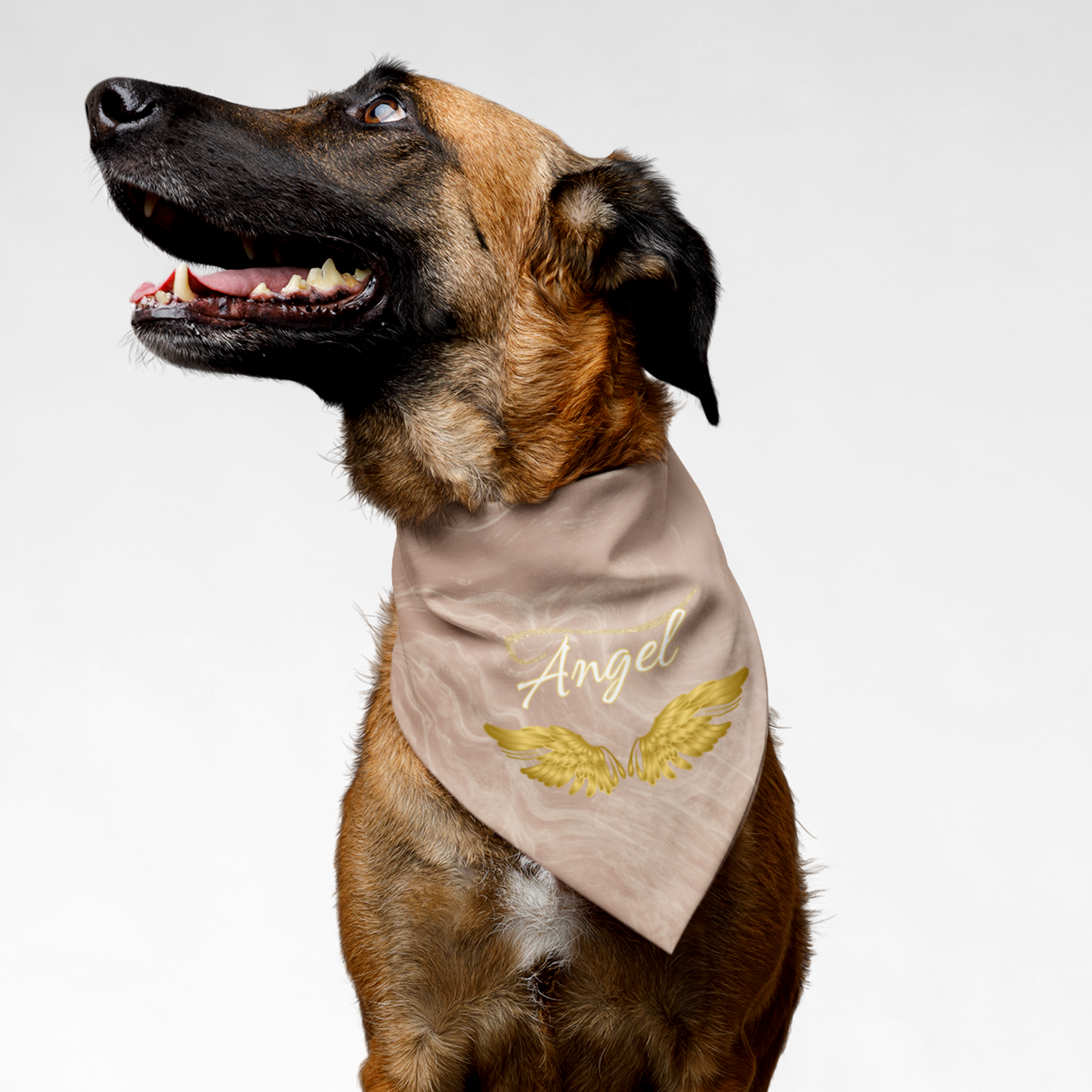 Dog with cute stylish pink bandana featuring gold wings and the word Angel in cursive font.