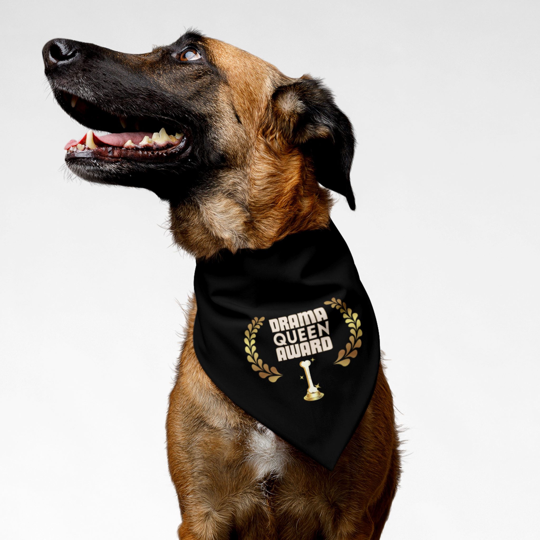 German Shepherd wearing funny dog bandana with "Drama Queen Award" slogan.