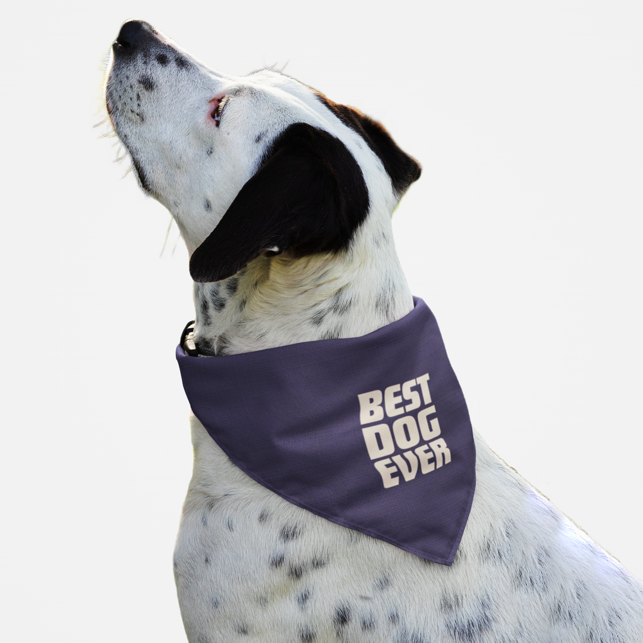 Large dog wearing a purple Best Dog Ever bandana.