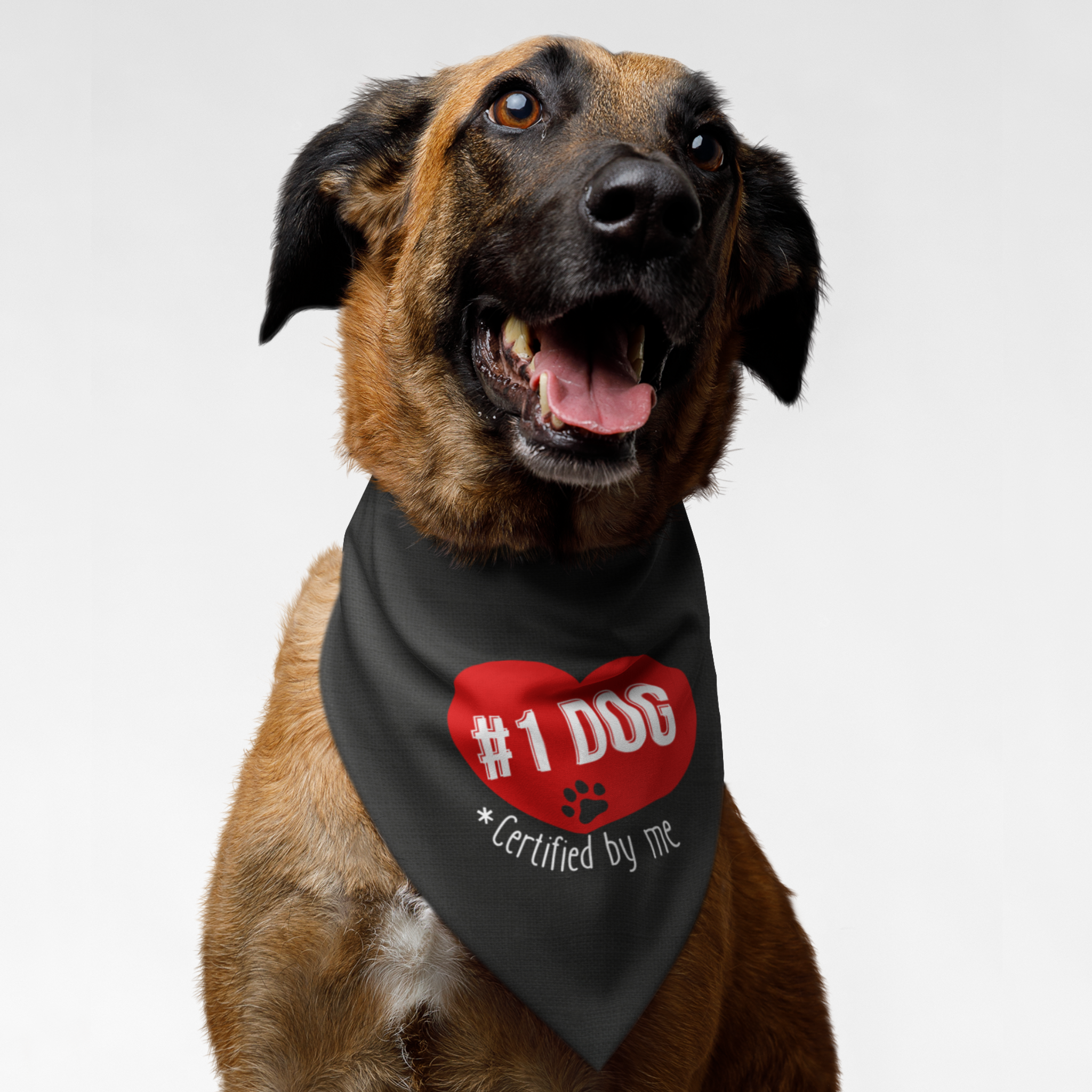 Large dog wearing a funny and cute dog bandana saying Number 1 Dog.