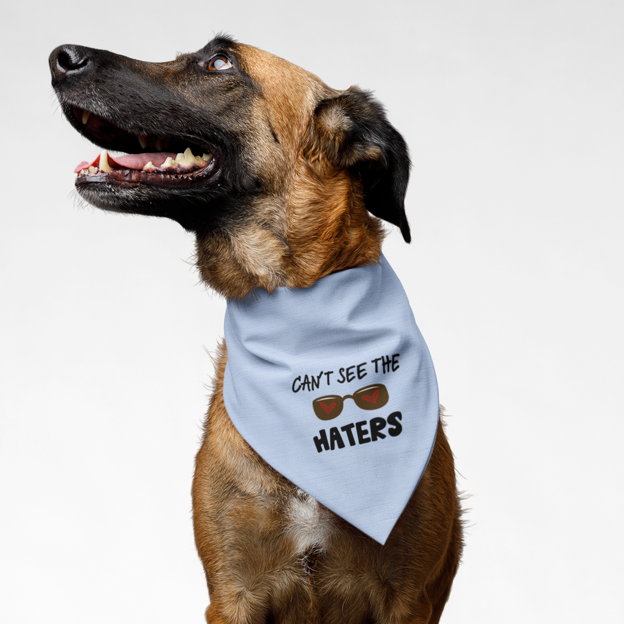 Mixed Belgian Shepherd wearing cute blue dog bandana with Can't See The Haters quote printed on it.