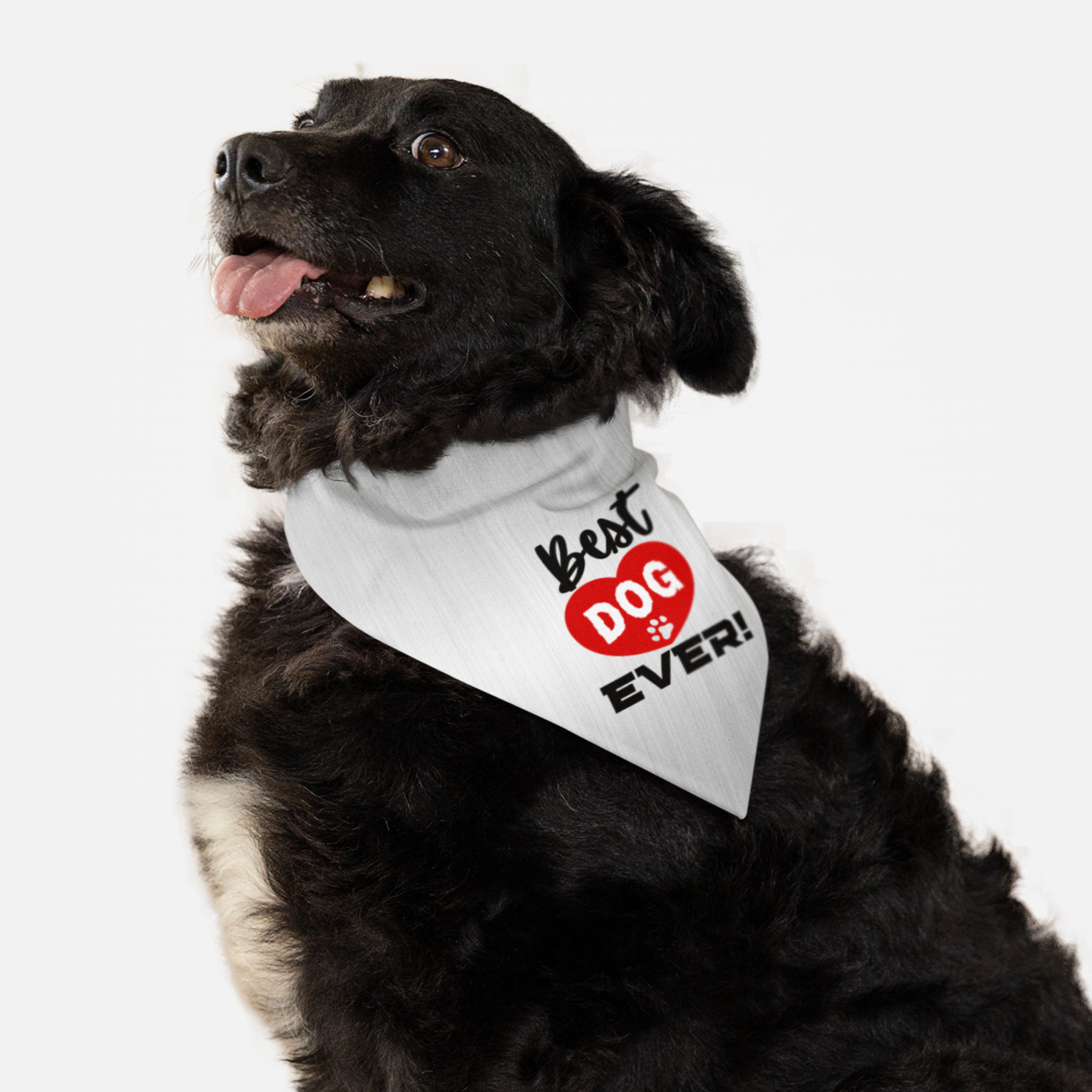 Mixed breed black dog wearing a cute white bandana saying Best Dog Ever.