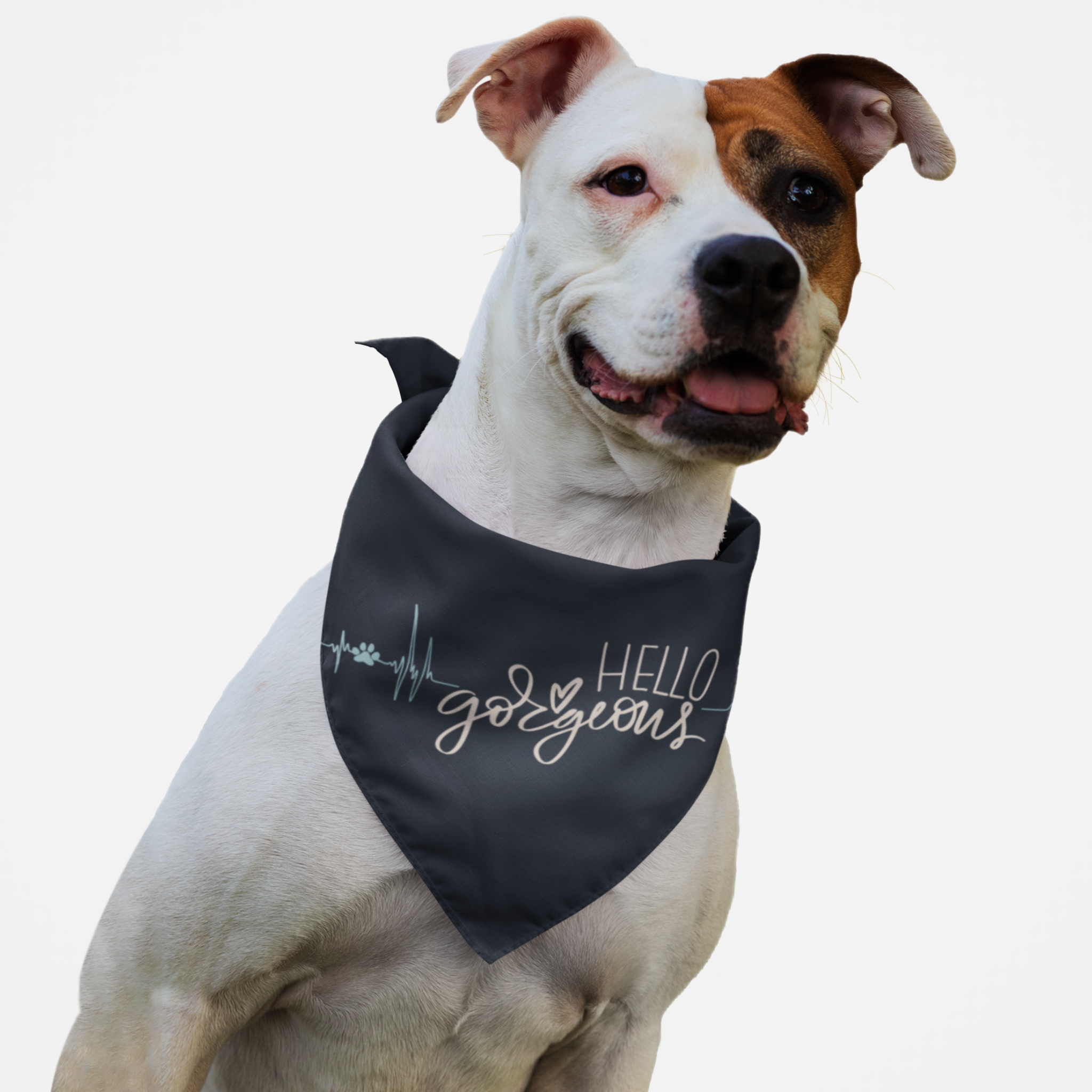 Pitbull wearing a cute dog bandana with Hello Gorgeous quote on it.