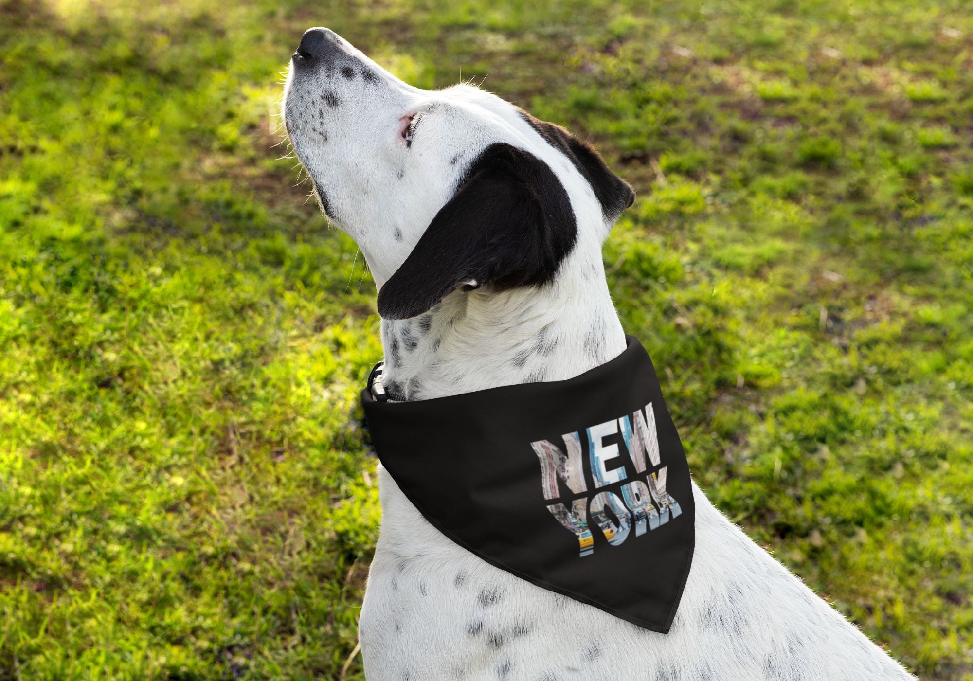 Proud dog in park wearing New York bandana featuring busy street yellow taxis.