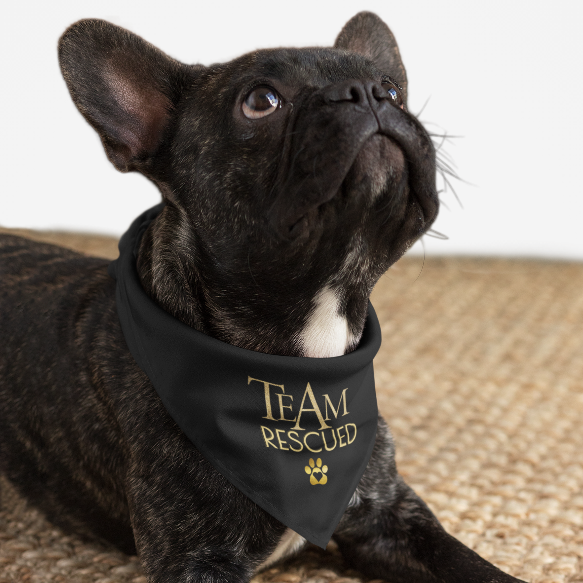 Rescue dog wearing adoption awareness bandana saying "Team Rescued" in gold elegant serif font.