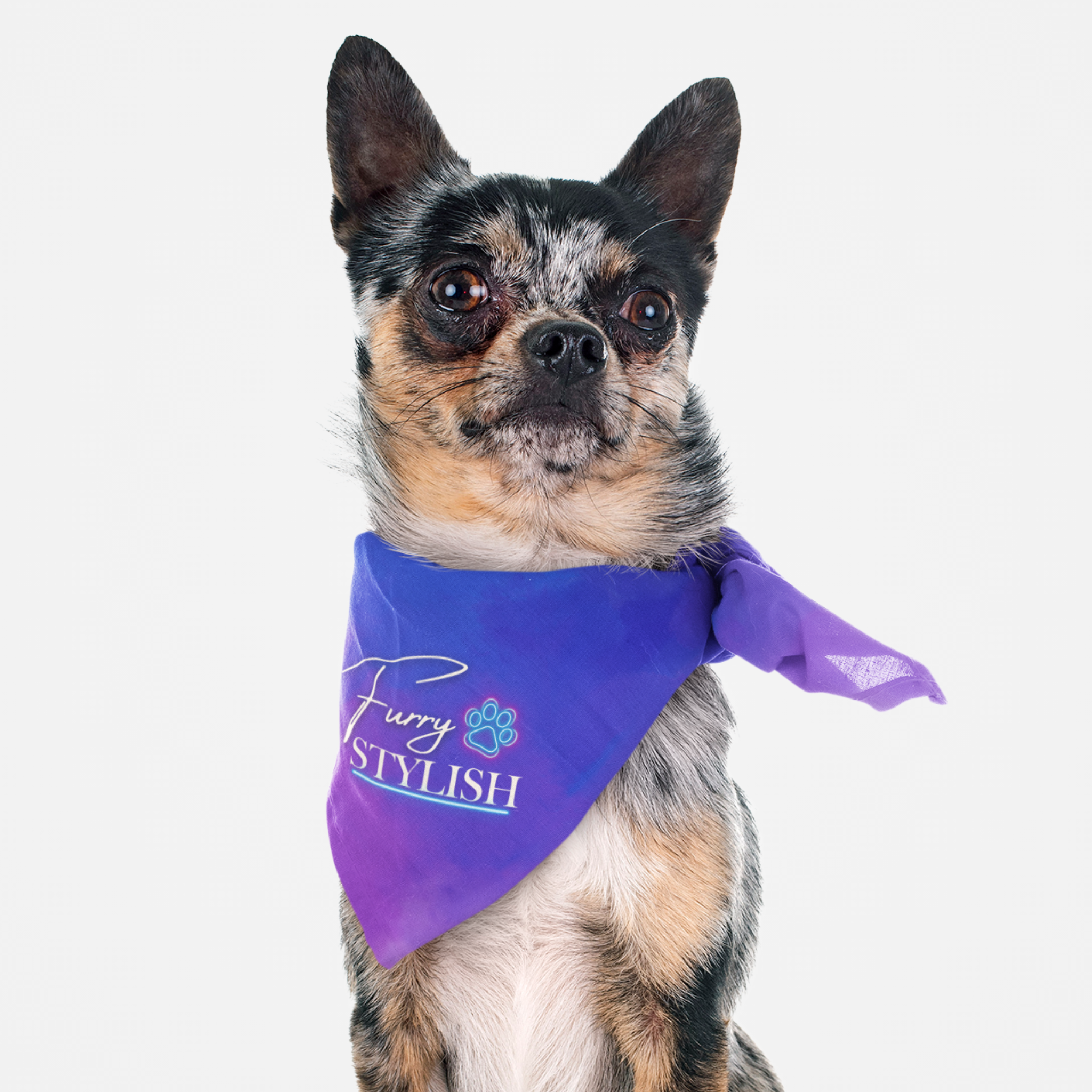 Cute dog wearing purple bandana with pun saying Furry Stylish.