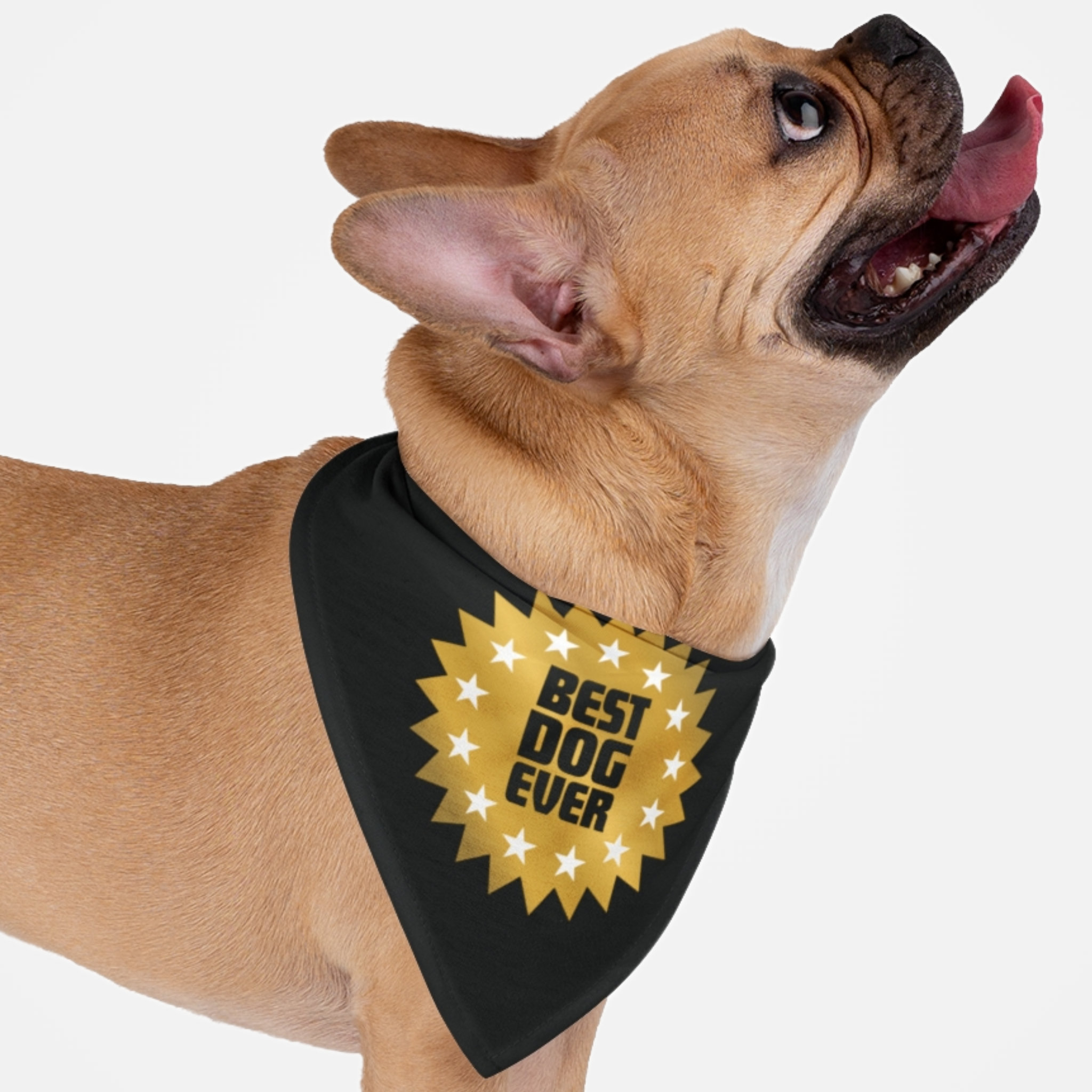 Small dog wearing a cute black bandana with Best Dog Ever slogan printed on it.