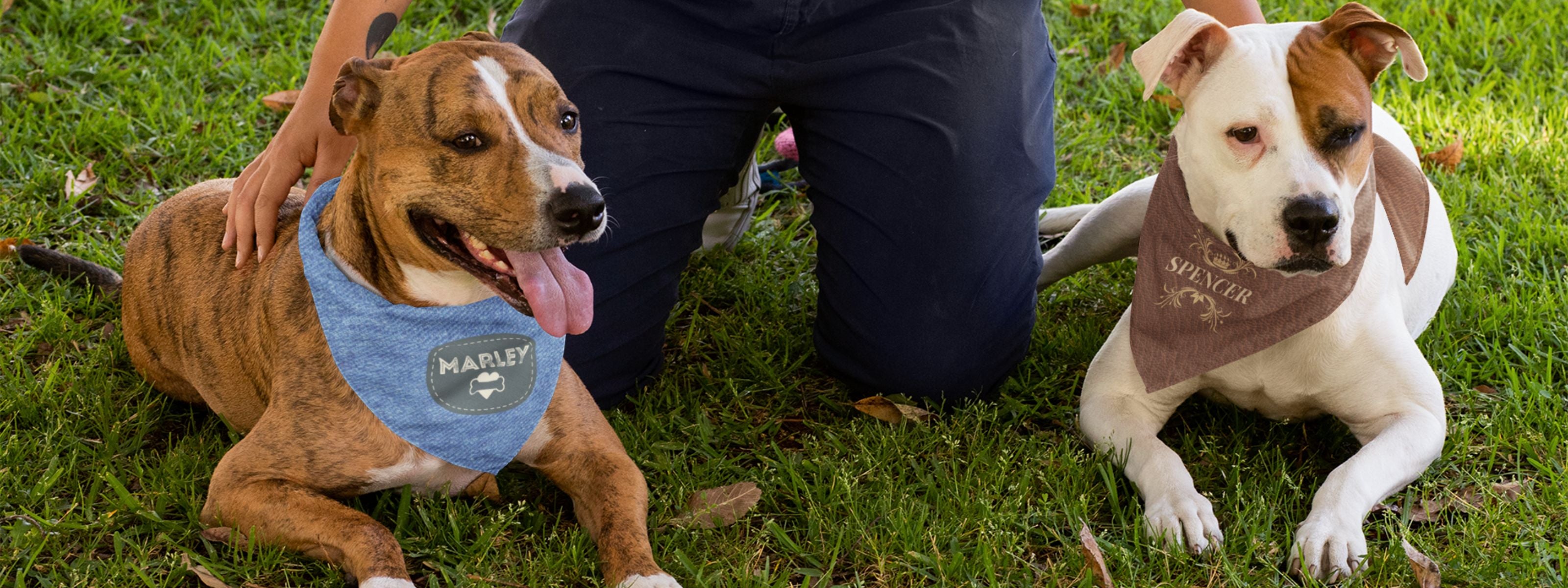 Two Pit Bulls in a park wearing personalized dog bandanas with their names.