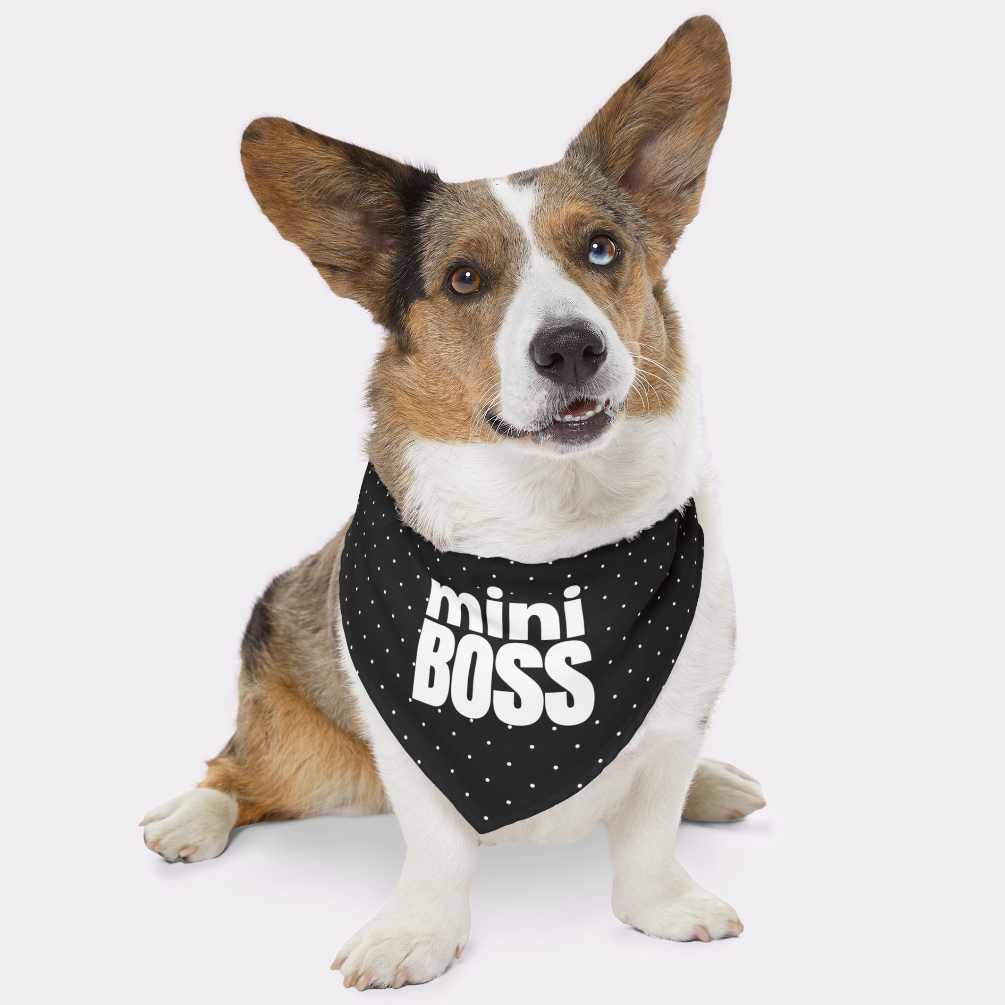 Welsh Corgi wearing a black polka dot dog bandana saying Mini Boss.